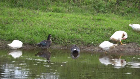 Flock-of-duck-swim-at-river.